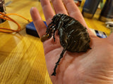 The Original Fleasa Flea