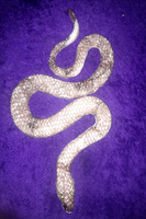 Snake - Real Snakeskin